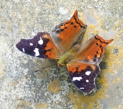 Hypanartia trimaculata