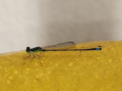 Ischnura capreolus