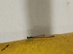 Ischnura capreolus