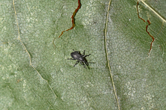 Diplapion detritum