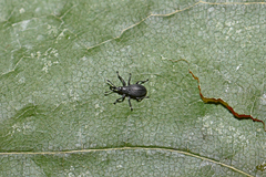 Diplapion detritum
