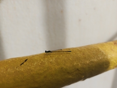 Ischnura capreolus