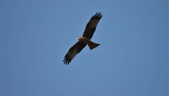 Milvus migrans aegyptius