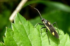 Capsodes sulcatus
