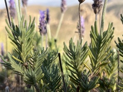 Lavandula dentata