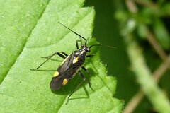 Capsodes sulcatus