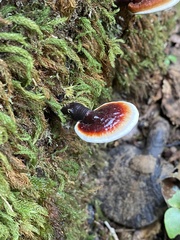 Ganoderma