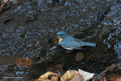 Cyornis tickelliae