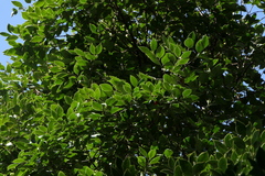 Memecylon umbellatum