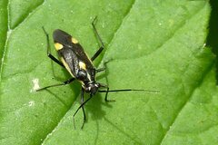 Capsodes sulcatus