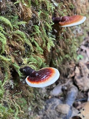 Ganoderma