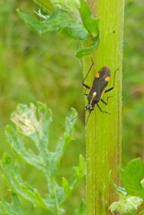 Capsodes sulcatus