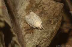 Oecophorinae
