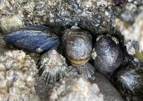 Common European Limpet, Oosterschelde, Zeeland, NL, photo 10 of 10