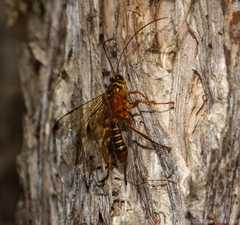 Echthromorpha agrestoria