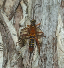 Echthromorpha agrestoria