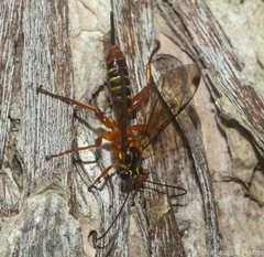 Echthromorpha agrestoria