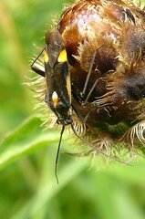 Capsodes sulcatus