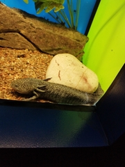 Ambystoma mexicanum