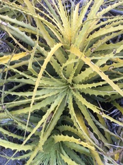 Encholirium spectabile