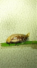 Anoplognathus concolor