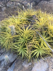 Encholirium spectabile