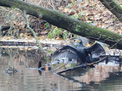 Phalacrocorax carbo
