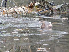 Tachybaptus ruficollis