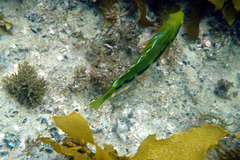 Heteroscarus acroptilus