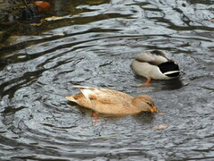 Anas platyrhynchos domesticus