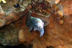 Bovichtus angustifrons