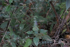 Haplanthodes plumosa