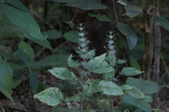Haplanthodes plumosa