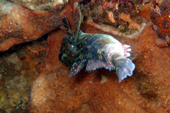 Bovichtus angustifrons