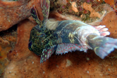 Bovichtus angustifrons