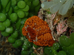 Phlyctenactis tuberculosa