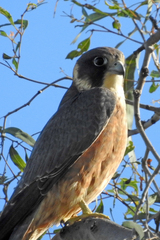 Falco longipennis