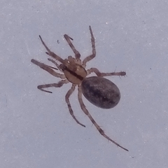 Stemonyphantes lineatus