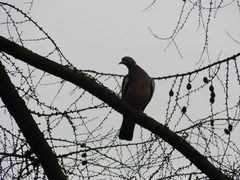 Columba palumbus