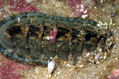 Rhyssoplax diaphora
