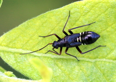 Miris striatus