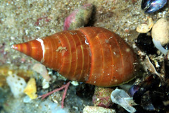 Phasianotrochus eximius