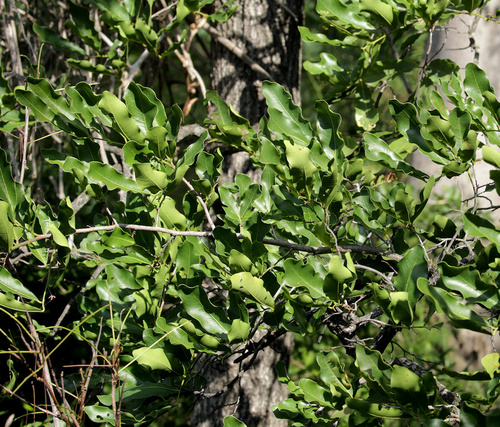 Image of Diospyros mespiliformis by (c) Wynand Uys, some rights reserved (CC BY)