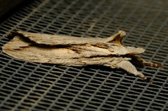 Ecnomodes sagittaria