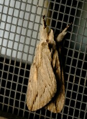 Ecnomodes sagittaria