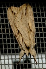 Ecnomodes sagittaria