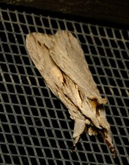 Ecnomodes sagittaria