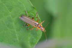 Metacantharis discoidea