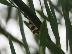 Philenora aspectalella