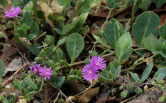 Corbichonia decumbens